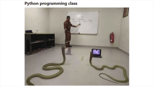 Python!